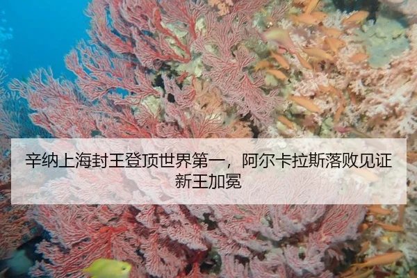 辛纳上海封王登顶世界第一，阿尔卡拉斯落败见证新王加冕